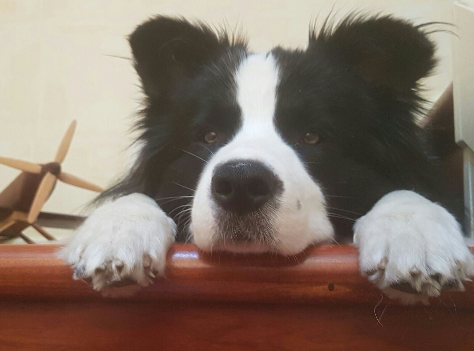 Book ....  la Mascotte